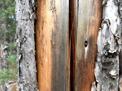 Show The Inner Bark