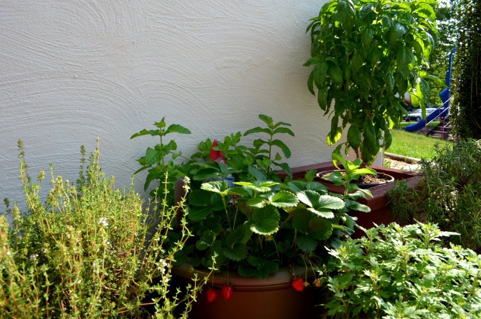 Container Garden Spring 2012