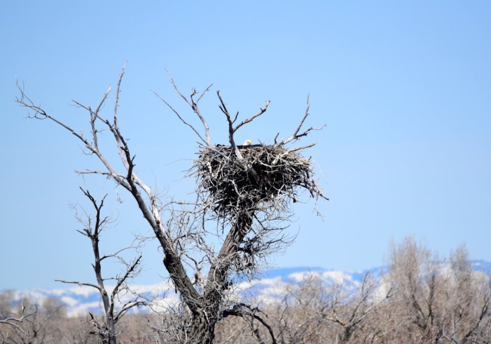 Bald eagle on Seedskadee National Wildlife Refuge