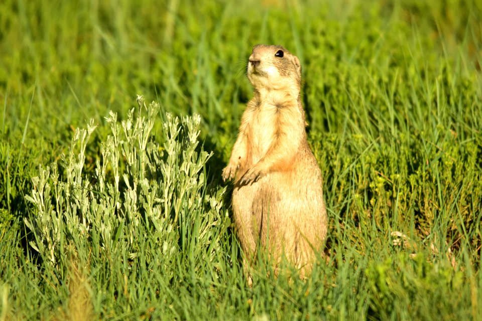 White-tailed prairie dog at Arapaho National Wildlife Refuge