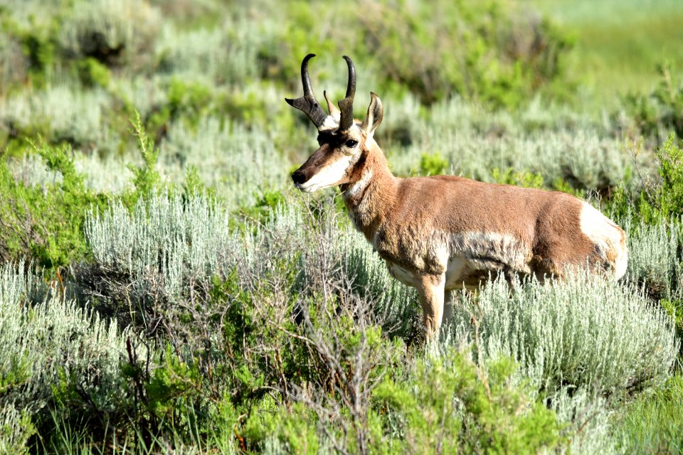 Pronghorn at Arapaho National Wildlife Refuge