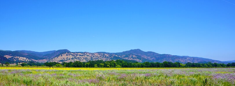 Napa valley vineyard