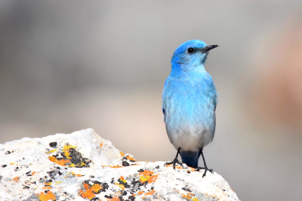 Mountain Bluebird