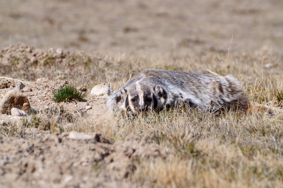 Badger in the Grass