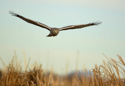 Northern harrier at Seedskadee National Wildlife Refuge photo