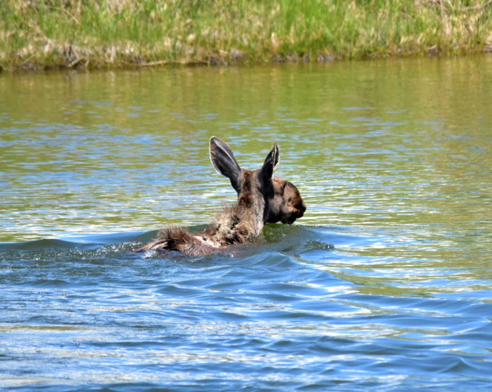 Moose at Seedskadee National Wildlife Refuge