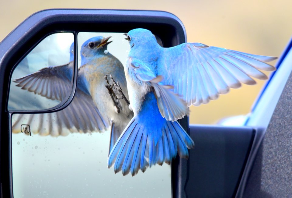Mountain bluebird at Seedskadee National Wildlife Refuge
