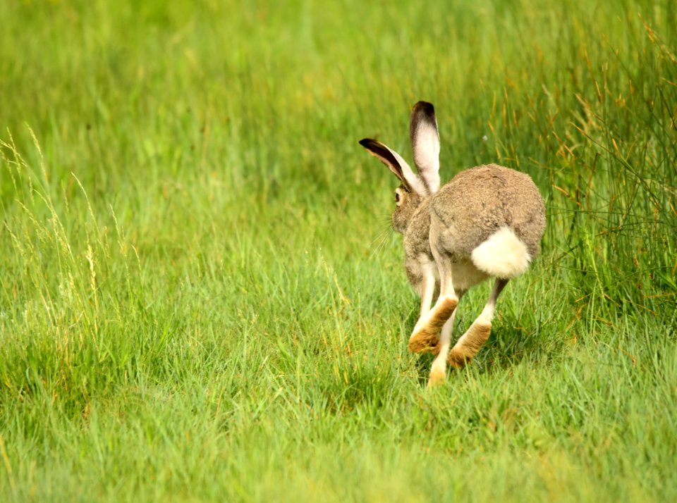 White-tailed jackrabbit at Arapaho National Wildlife Refuge