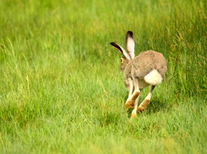 White-tailed jackrabbit at Arapaho National Wildlife Refuge