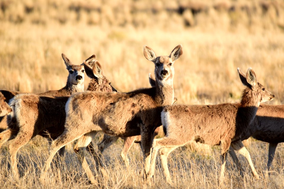 Mule deer at Seedskadee National Wildlife Refuge