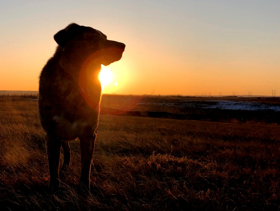 Solar Powered Dog