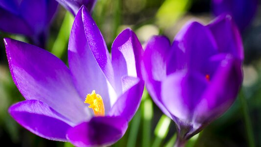 Purple spring bulbous flowers