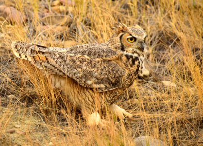 Great horned owl at Seedskadee National Wildlife Refuge