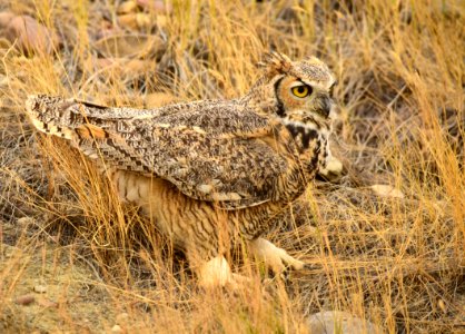 Great horned owl at Seedskadee National Wildlife Refuge photo