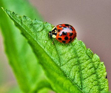 Lady Bug photo