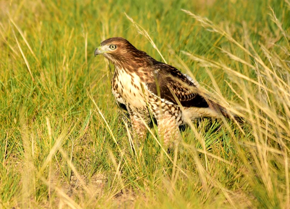 Juvenile red-tailed hawk at Seedskadee National Wildlife Refuge