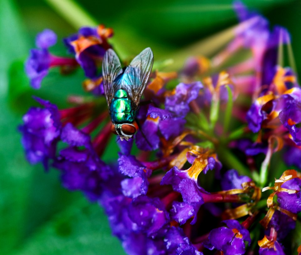 THE FLY