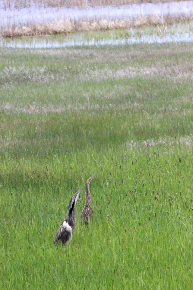 American Bittern