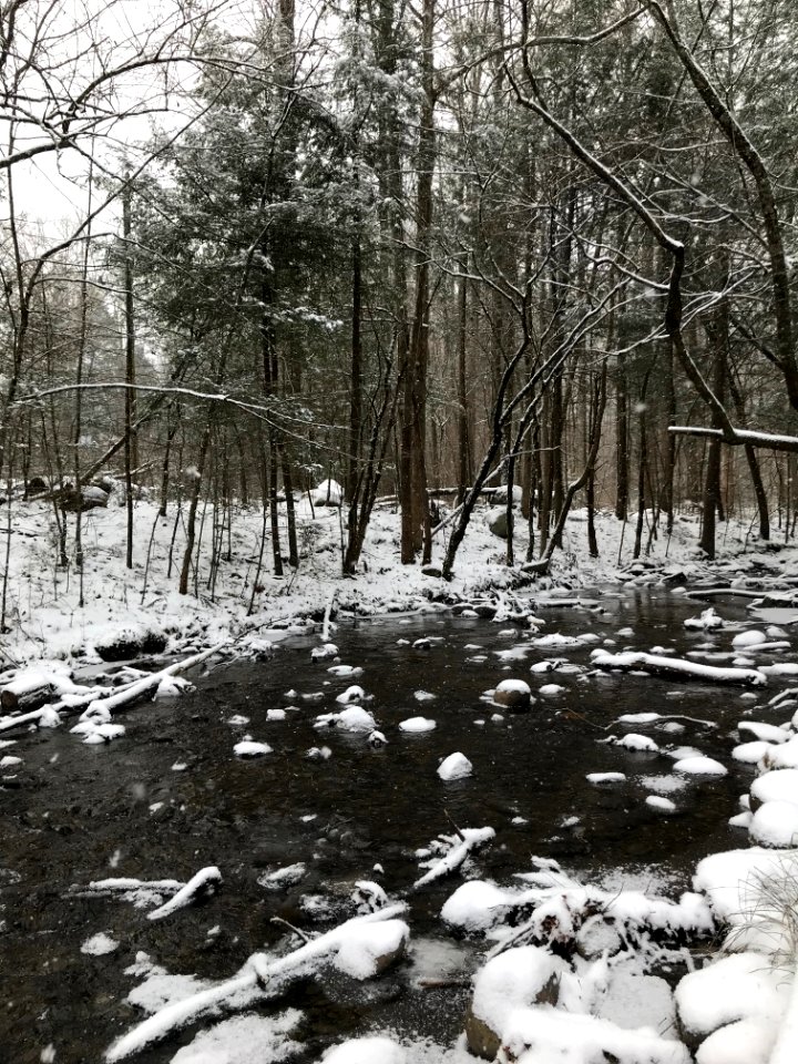 Snowy stream, January 2018--Andrea Walton