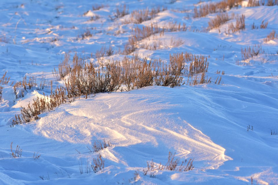 Sage Steppe in winter at Seedskadee National Wildlife Refuge