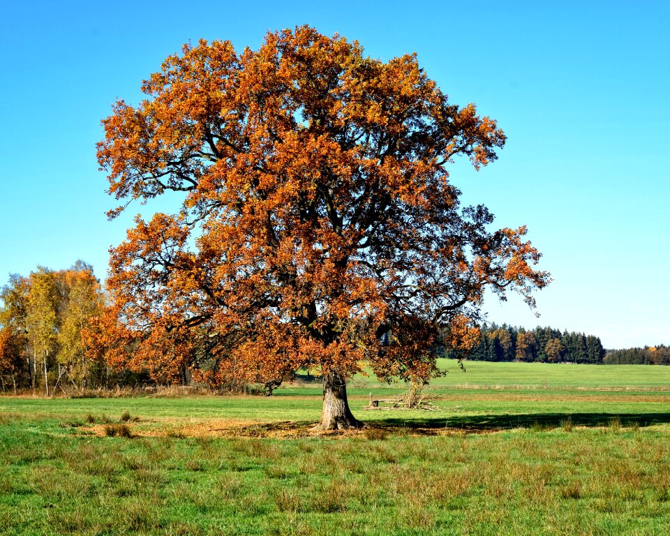 Leaves sky landscape