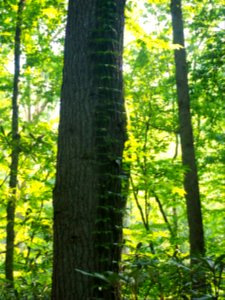 Pat Cohee--July 2018