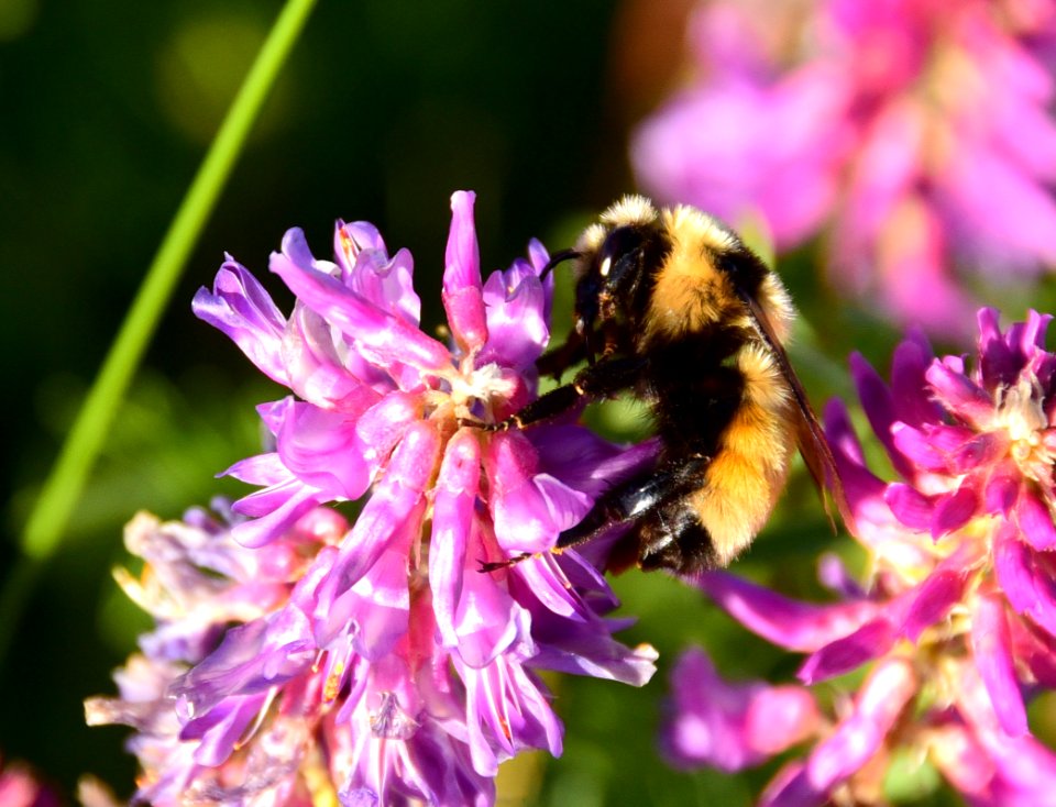 Golden northern bumble bee nectaring on two grooved milkvetch at Arapaho NWR