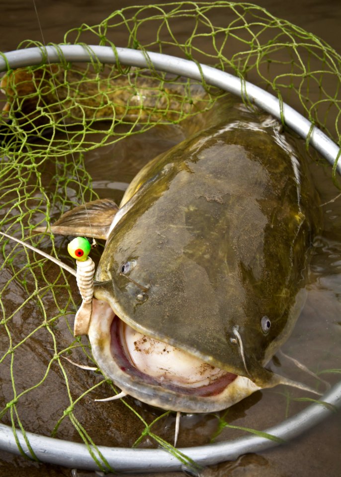 Flathead Catfish in Fishing Net photo