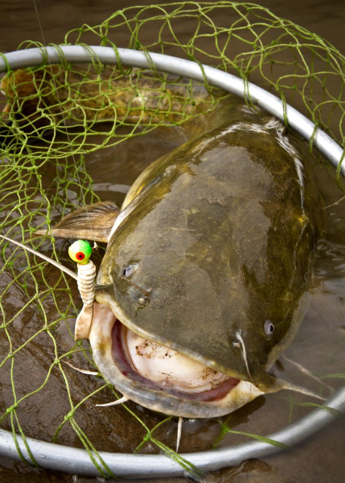 Flathead Catfish in Fishing Net