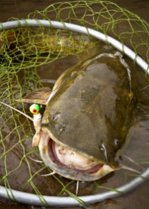 Flathead Catfish in Fishing Net photo