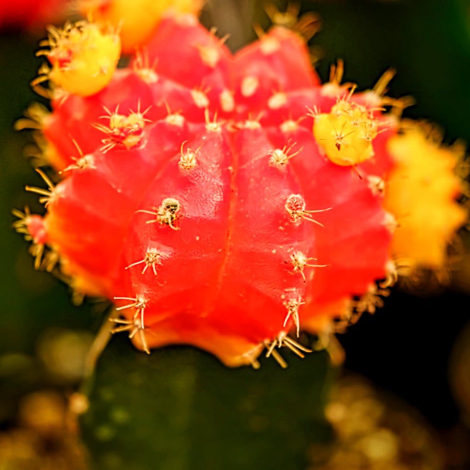 Cactus bloom in my small cactus garden.