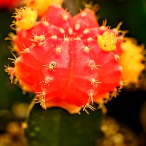 Cactus bloom in my small cactus garden.
