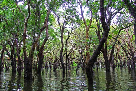 Green trees beautiful