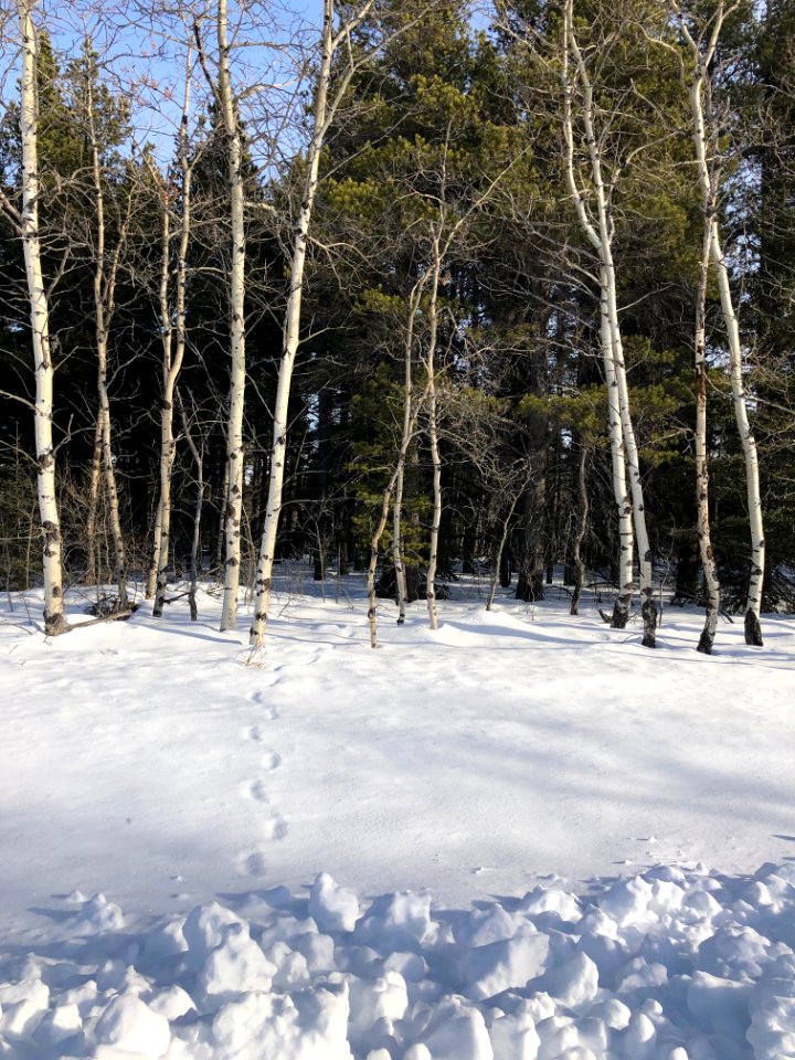 Of They Wandered For a Long Walk...