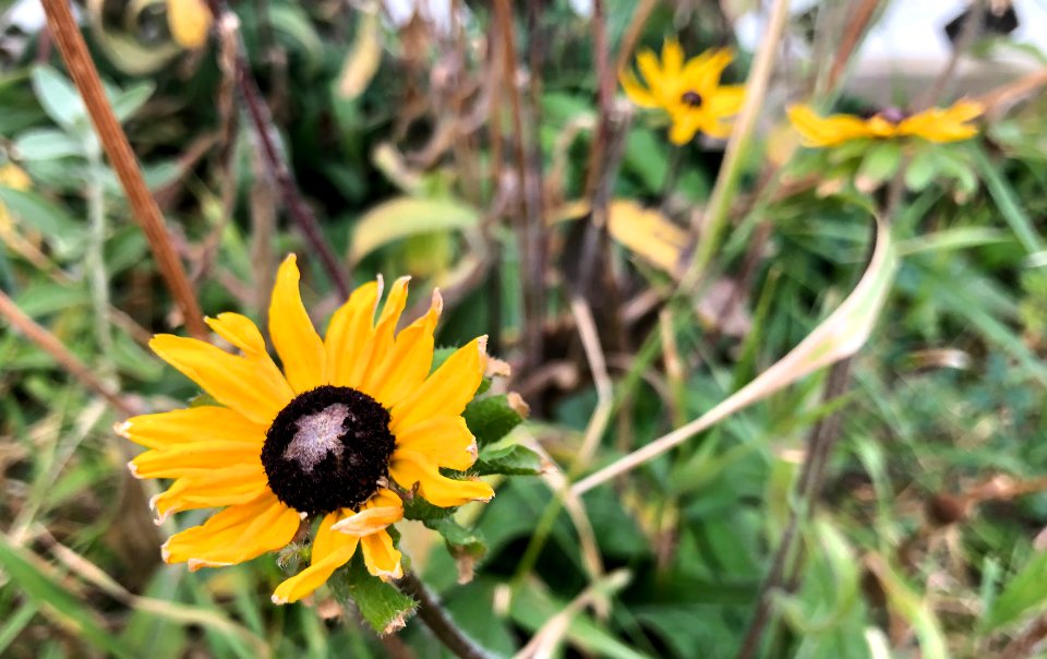 Late Brown Eyed Susans