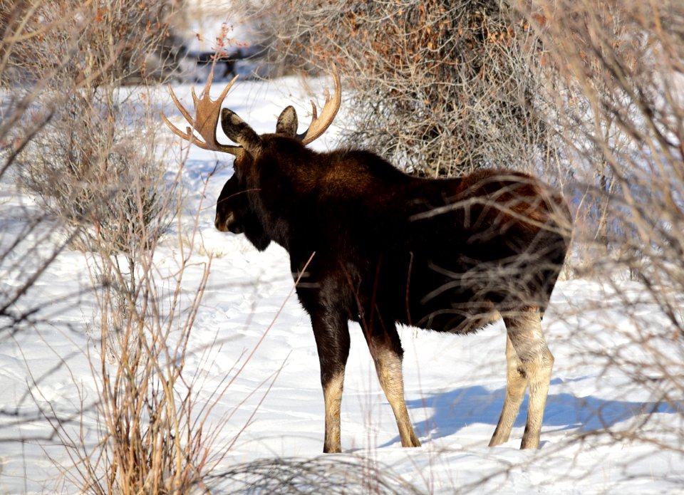 Moose at Seedskadee National Wildlife Refuge