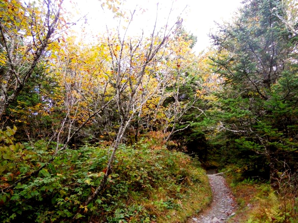 Appalachian Trail, October 2016--Andrea Walton
