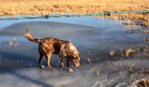 Is There Some Kind of Saying About Thin Ice?