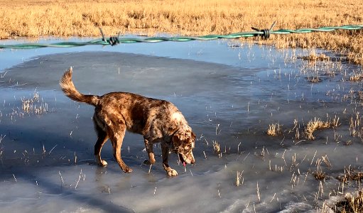 Is There Some Kind of Saying About Thin Ice? photo