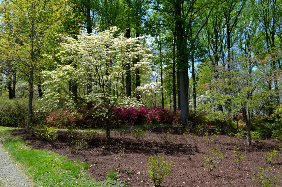 Brighton Dam Azalea Garden 2015 photo