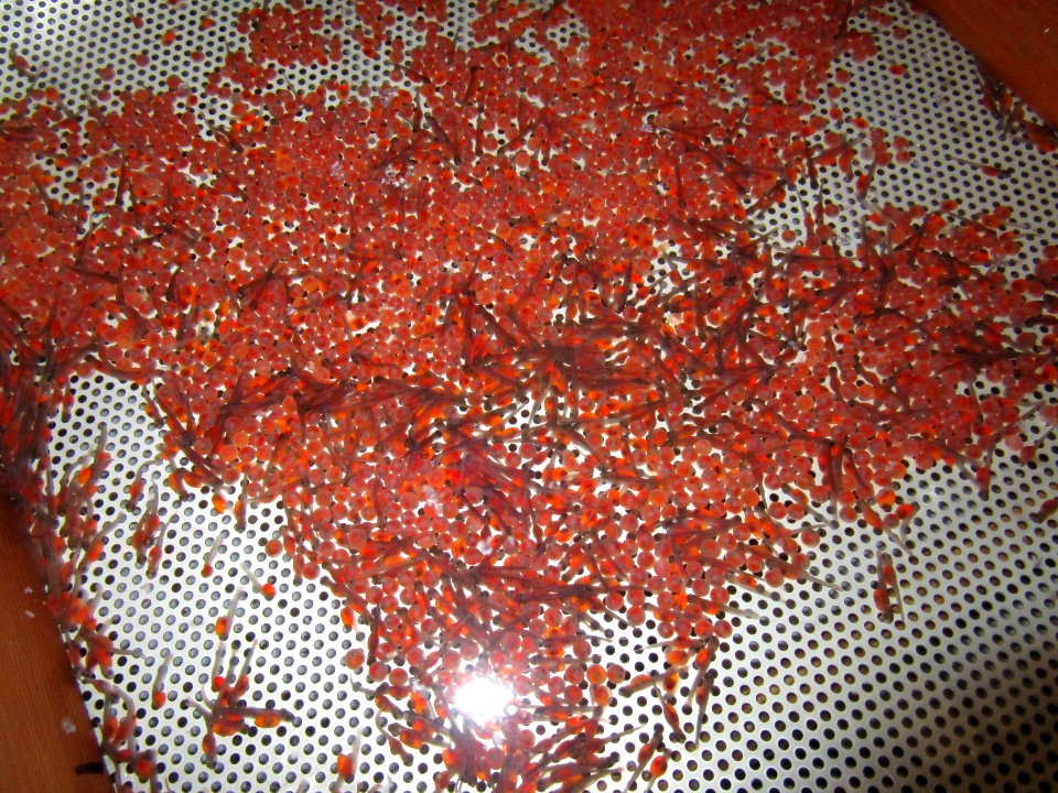 Cutthroat trout eggs at Jackson National Fish Hatchery