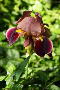 Iris flower spring photo