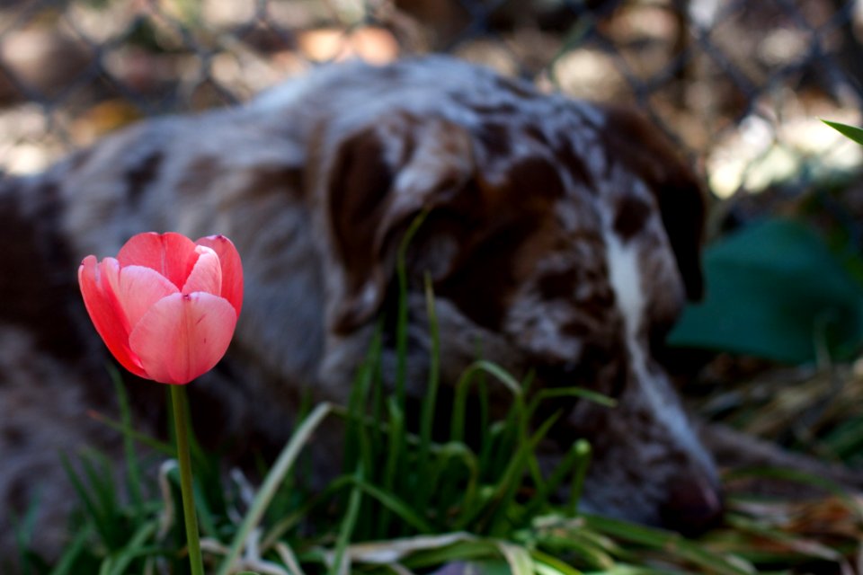 Flowers Are So Boring...