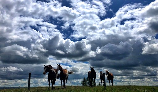 2020/366/191 The Band Name is "Five Horses Named Bob" photo