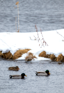 Swimming Mallards