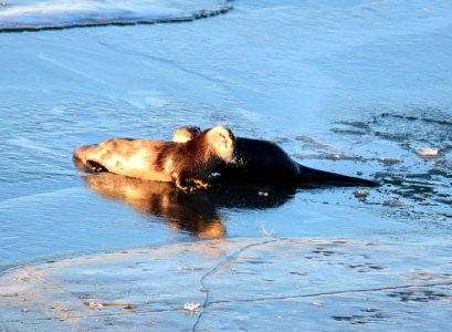 North American river otters at Seedskadee National Wildlife Refuge