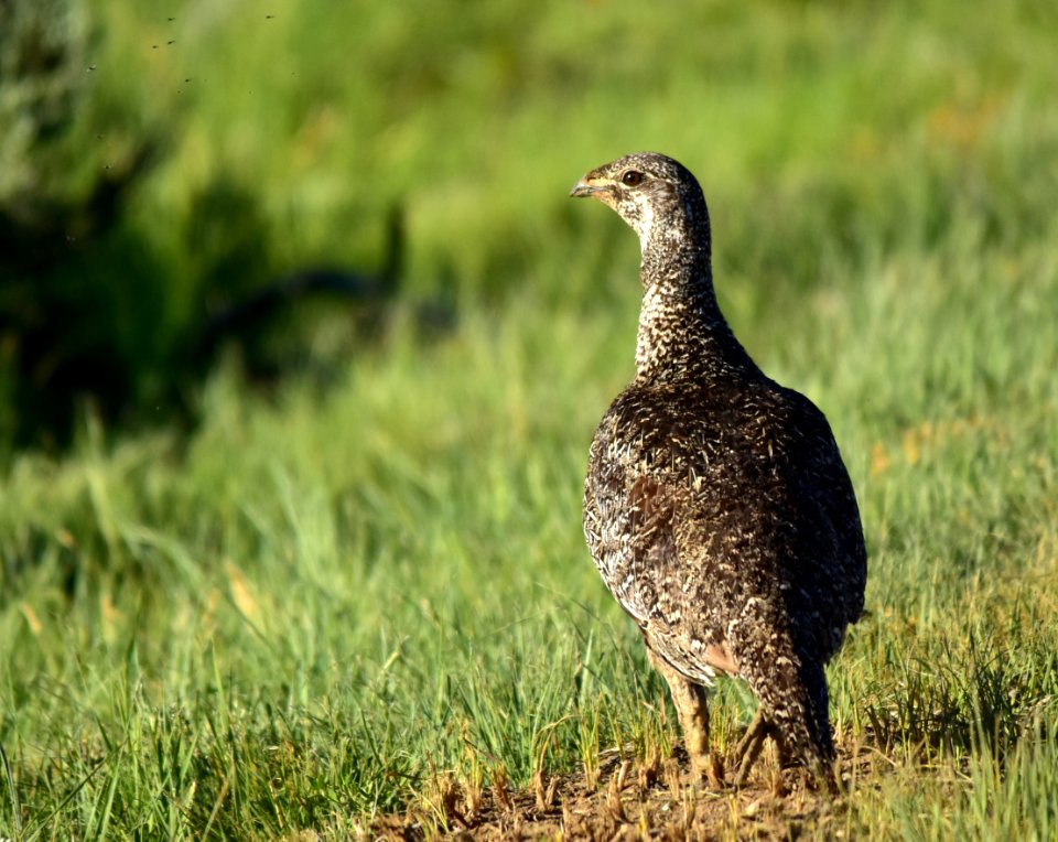 Greater sage-grouse on Arapaho National Wildlife Refuge photo