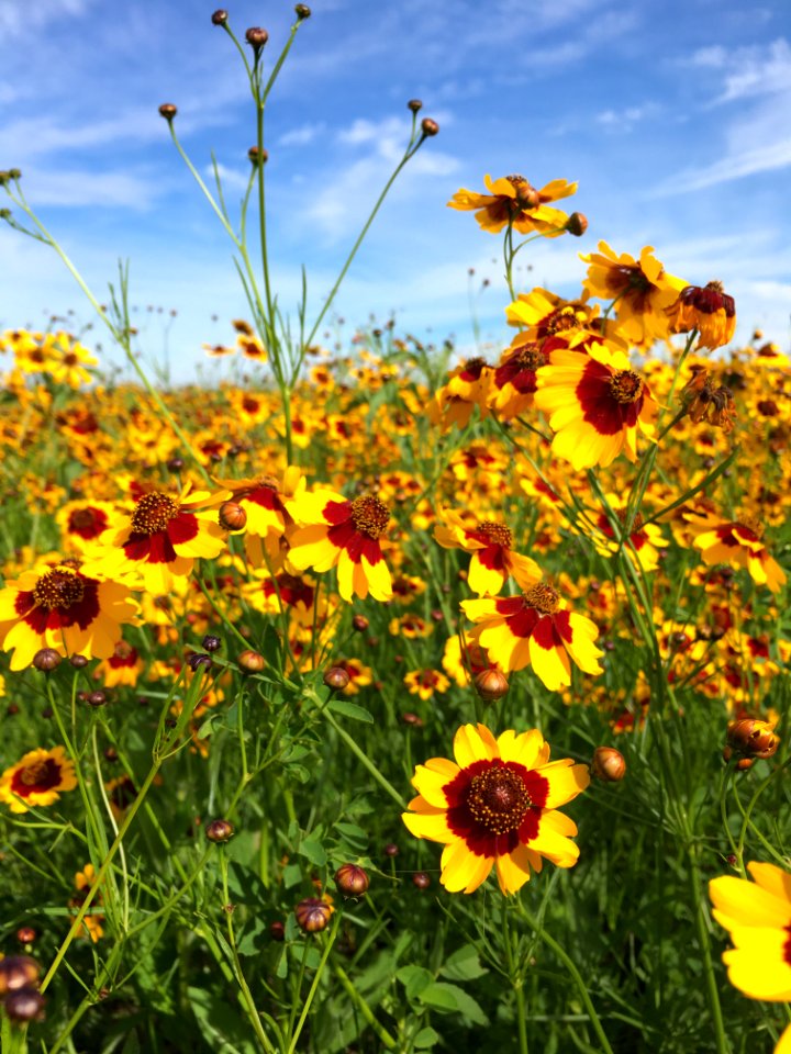 Plains Coreopsis on Todd WPA