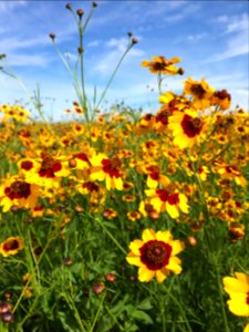 Plains Coreopsis on Todd WPA photo