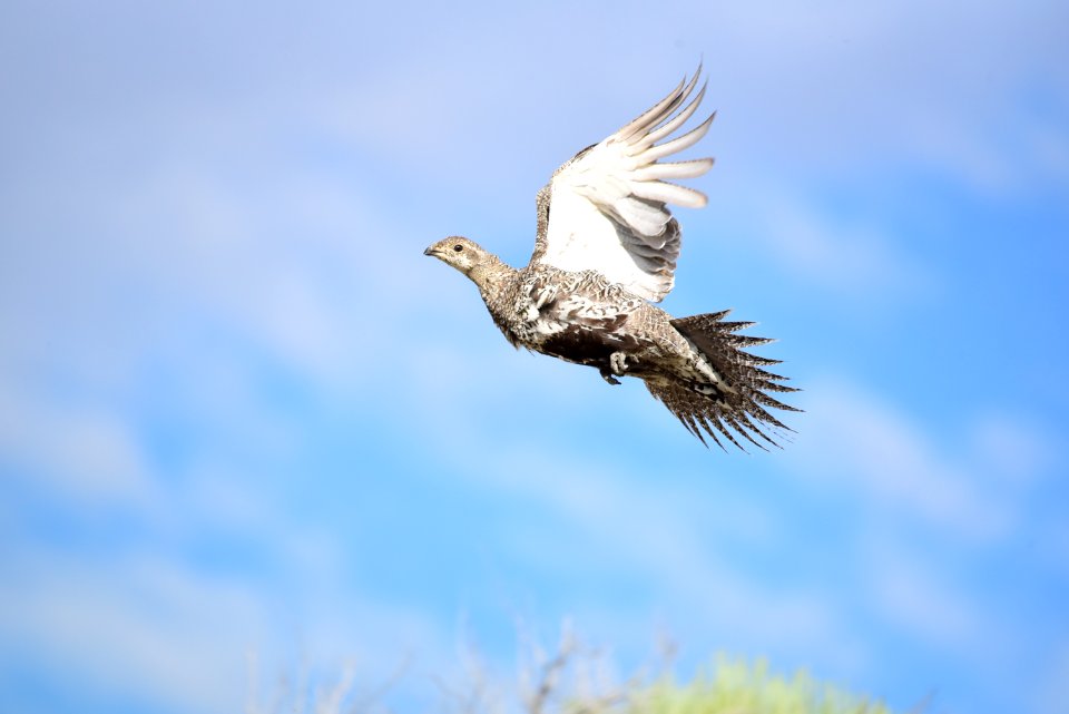 Greater sage-grouse at Seedskadee National Wildlife Refuge